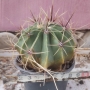 Ферокактус (Ferocactus)