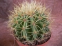 Ферокактус (Ferocactus glaucescens)