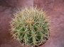Ферокактус (Ferocactus glaucescens)