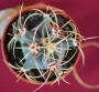 Ферокактус (Ferocactus hystrix)