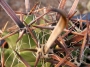 Ферокактус (Ferocactus herrerae v. flavispinus)