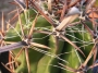 Ферокактус (Ferocactus herrerae v. flavispinus)