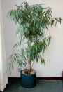 Фикус Али (Ficus Alii)