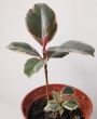 Фикус Белиз (Ficus elastica)