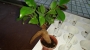 Фикус (Ficus ginseng)