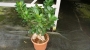 Фикус, Женшен (Ficus ginseng)