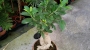 Фикус, Женшен (Ficus ginseng)
