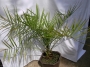 Финикова палма (Phoenix Canariensis)