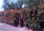 Фотиния, вариегатна (Photinia)