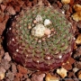 Фраилея (Frailea uhlegiana)