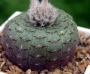 Фраилея (Frailea uhlegiana)