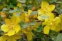 Фремодендрон (Fremontodendron, Fremontia)