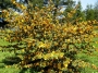 Фремодендрон (Fremontodendron, Fremontia)