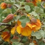Фремодендрон (Fremontodendron, Fremontia)