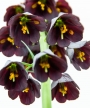 Фритилария ходжово лале Персийско лале (Fritillaria persica)