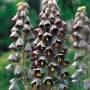 Фритилария ходжово лале Персийско лале (Fritillaria persica)
