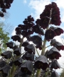 Фритилария ходжово лале Персийско лале (Fritillaria persica)