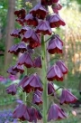 Фритилария ходжово лале Персийско лале (Fritillaria persica)