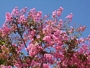 Лагерстремия, Индийски люляк, лилаво-розова (Lagerstroemia indica)