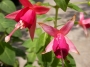 Фуксия, обичка (Fuchsia)
