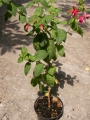 Фуксия, обичка (Fuchsia)