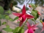 Фуксия, обичка (Fuchsia)
