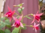 Фуксия, обичка (Fuchsia)