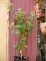 Фуксия, обичка (Fuchsia)