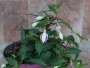 Фуксия, обичка, каскадна (Fuchsia)