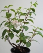 Фуксия, обичка, каскадна, кичеста (Fuchsia)