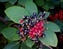 Вибурнум, черна калина (Viburnum lantana)