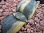 Гастерия (Gasteria armstrongii variegated)