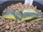 Гастерия (Gasteria armstrongii variegated)