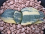 Гастерия (Gasteria armstrongii variegated)