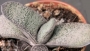 Гастерия (Gasteria baylissiana)