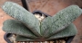 Гастерия (Gasteria baylissiana)