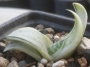 Гастерия (GASTERIA CARINATA RETUSA VARIEGATA VARIEGATED)