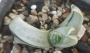 Гастерия (GASTERIA CARINATA RETUSA VARIEGATA VARIEGATED)