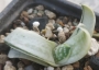 Гастерия (GASTERIA CARINATA RETUSA VARIEGATA VARIEGATED)