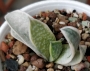 Гастерия (GASTERIA CARINATA RETUSA VARIEGATA VARIEGATED)