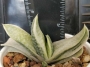Гастерия (GASTERIA CARINATA RETUSA VARIEGATA VARIEGATED)