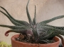 Гастерия (Gasteria carinata var. verrucosa)