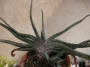 Гастерия (Gasteria carinata var. verrucosa)