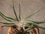 Гастерия (Gasteria carinata var. verrucosa)