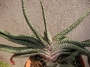 Гастерия (Gasteria carinata var. verrucosa)