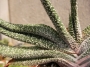 Гастерия (Gasteria carinata var. verrucosa)