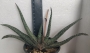 Гастерия (Gasteria carinata var. verrucosa)