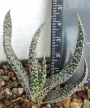 Гастерия (Gasteria carinata var. verrucosa)
