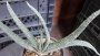 Гастерия (Gasteria carinata var. verrucosa)