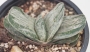 Гастерия (Gasteria cv. Isomatsu variegata)